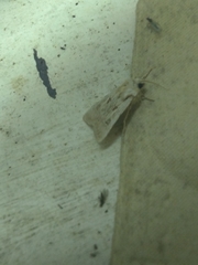 Agrotis ripae