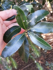 Lithraea brasiliensis