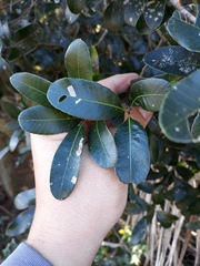 Lithraea brasiliensis