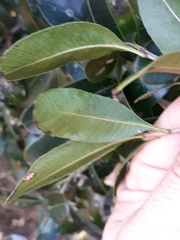 Lithraea brasiliensis