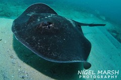 Black-Blotched Stingray photo 3