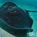 Blotched Fantail Ray - Photo (c) Nigel Marsh, some rights reserved (CC BY-NC), uploaded by Nigel Marsh