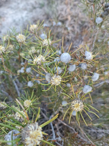 Autumn Isopogon (Isopogon autumnalis)