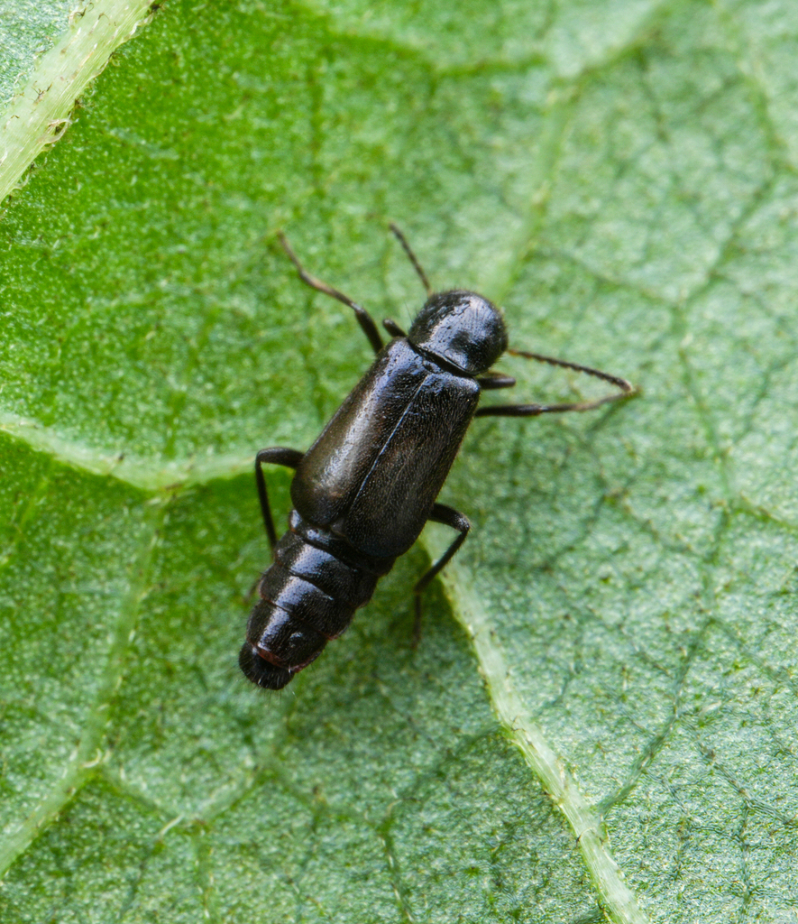 Carphuroides