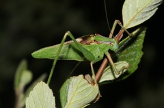 Platylyra californica