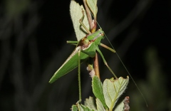 Platylyra californica