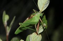 Platylyra californica