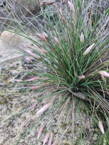 Image of Johnsonia pubescens by (c) Belinda Forbes, some rights reserved (CC BY)