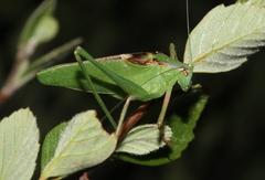 Platylyra californica