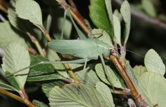 Platylyra californica