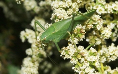 Platylyra californica
