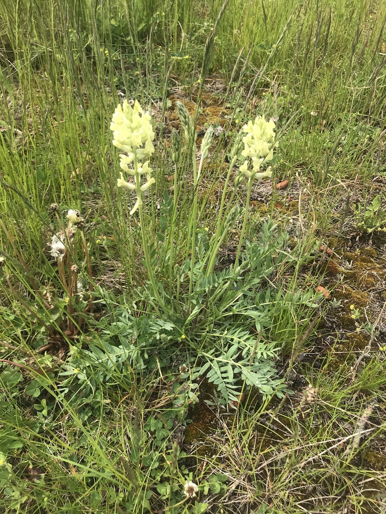 field locoweed (Rare Plants of Newfoundland) · iNaturalist