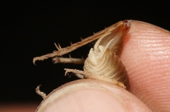 Ceuthophilus hesperus