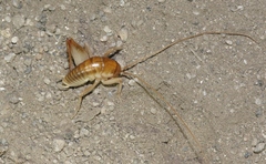 Ceuthophilus hesperus