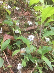 Viola primulifolia