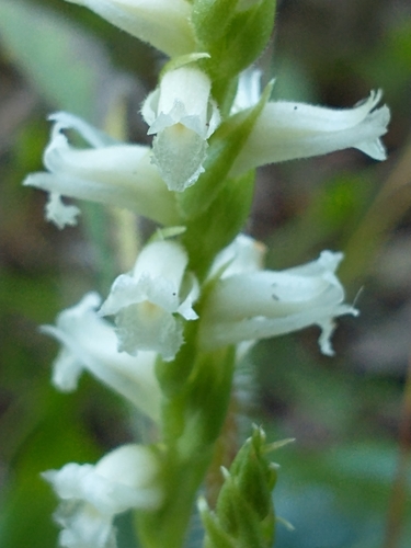 Image of Spiranthes ochroleuca by (c) Tom Norton, some rights reserved (CC BY)