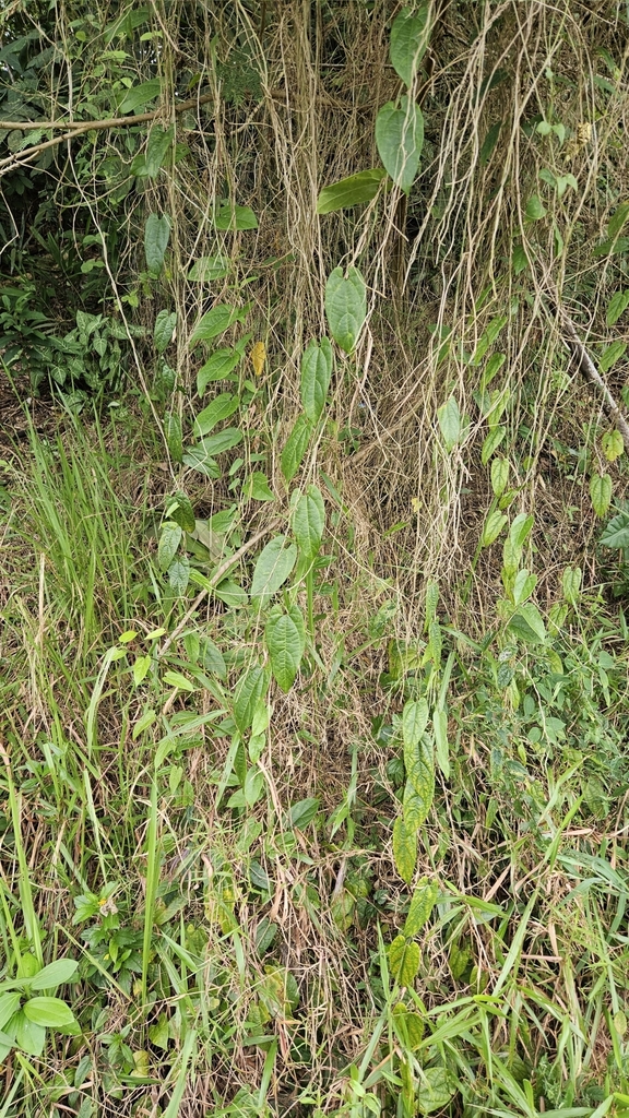 Cuốp ma – Aristolochia acuminata