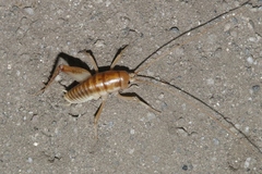 Ceuthophilus hesperus