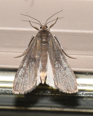 Elophila gyralis