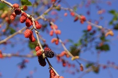 Morus nigra