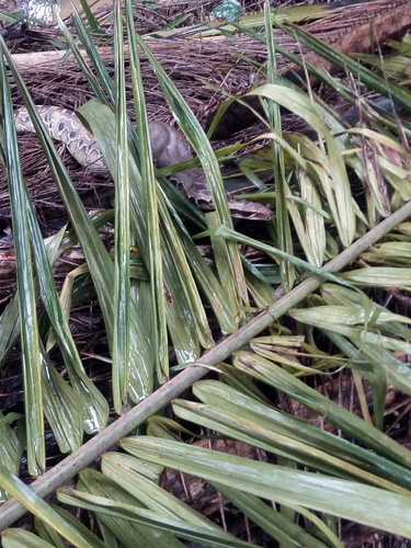 Bornean Short Python