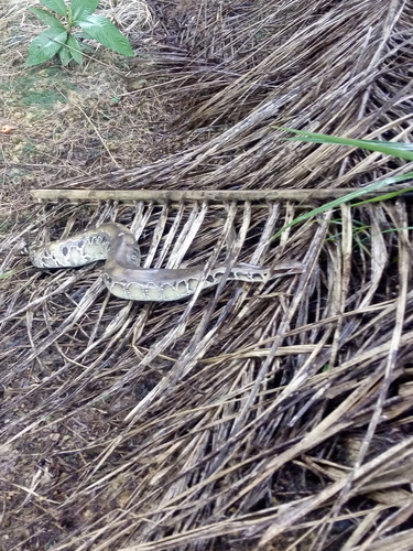 Bornean Short Python