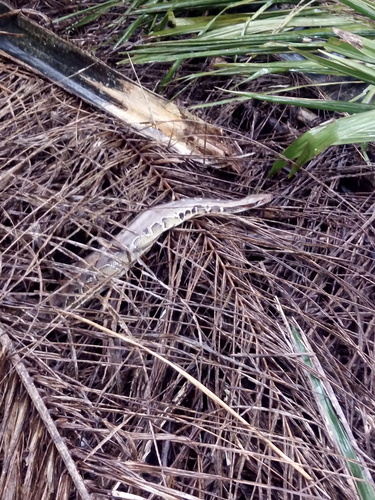 Bornean Short Python