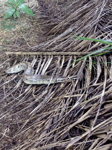 Bornean Short Python