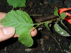 Prunus triloba