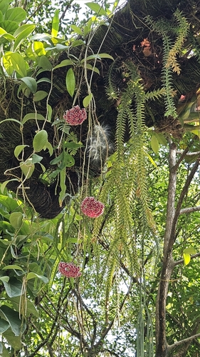 Hoya pubicalyx