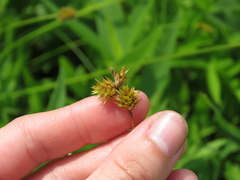 Carex muehlenbergii