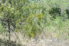 Korthalsella rubra, photograph Jon Sullivan, CC BY, iNaturalist via GBIF