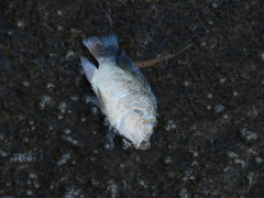 Oreochromis niloticus