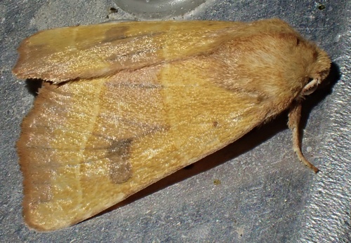 Centre-barred Sallow photo 5