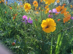 Coreopsis palmata