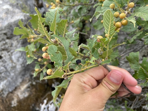 Image of Frangula rupestris by (c) Joss Carr, some rights reserved (CC BY)