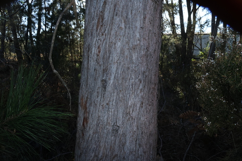 Image of Eucalyptus andrewsii by (c) Greg Tasney, some rights reserved (CC BY-SA)