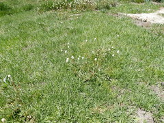 Bistorta bistortoides