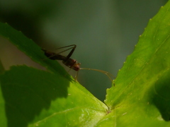 Paraxenetus guttulatus