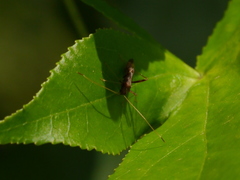 Paraxenetus guttulatus