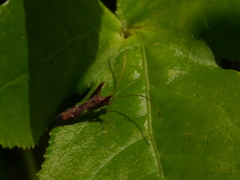 Paraxenetus guttulatus