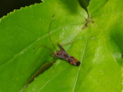 Paraxenetus guttulatus