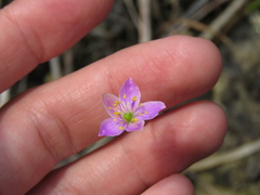 Phemeranthus rugospermus