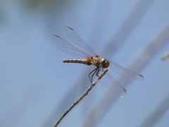 Trithemis annulata