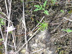 Phemeranthus rugospermus