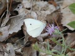 Pieris rapae