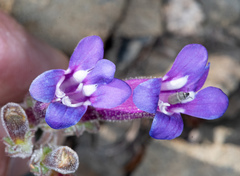 Penstemon purpusii