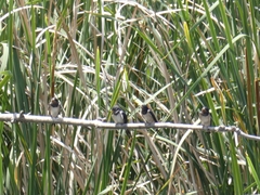 Hirundo rustica