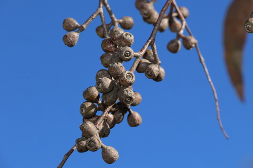 Image of Eucalyptus prava by (c) Greg Tasney, some rights reserved (CC BY-SA)