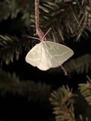 Thetidia smaragdaria